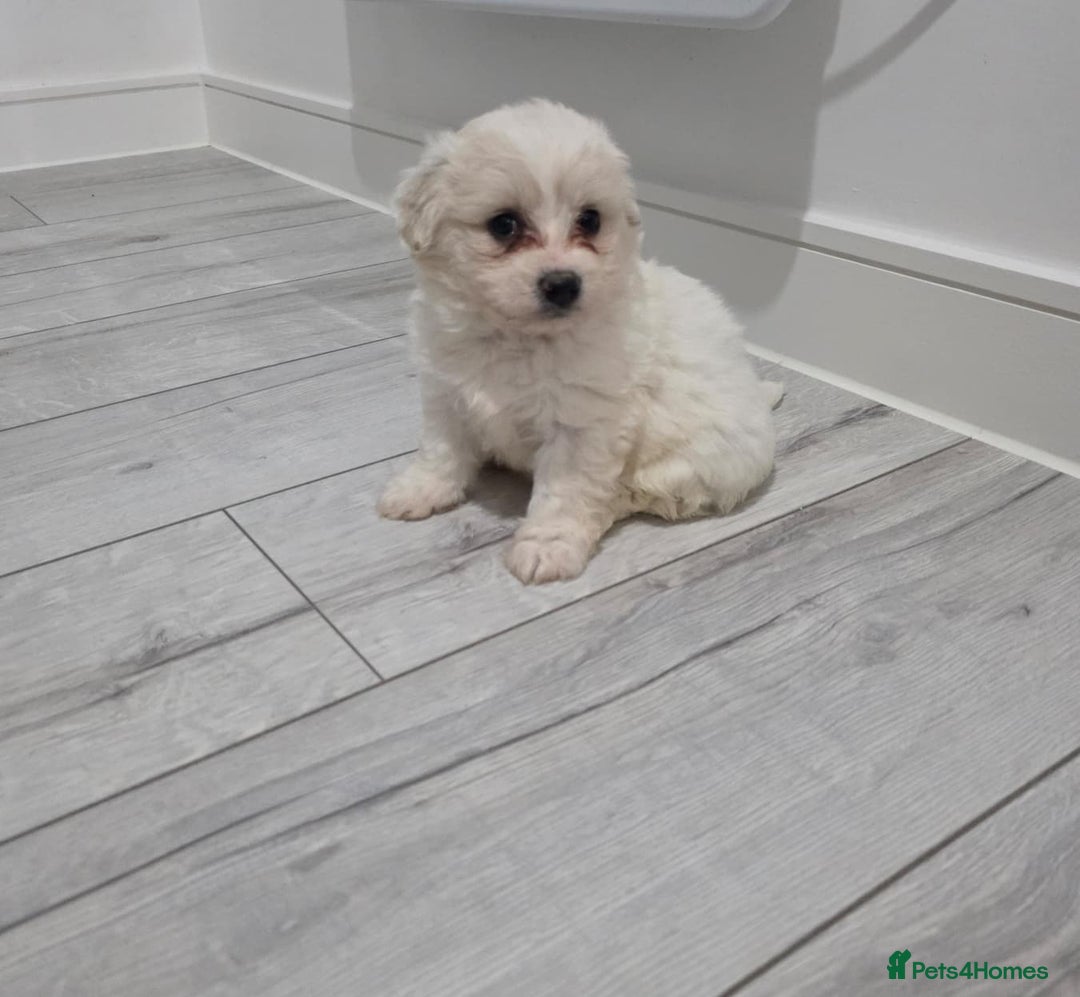 Cavachon dogs for sale: Cavachon puppies  - Image 16