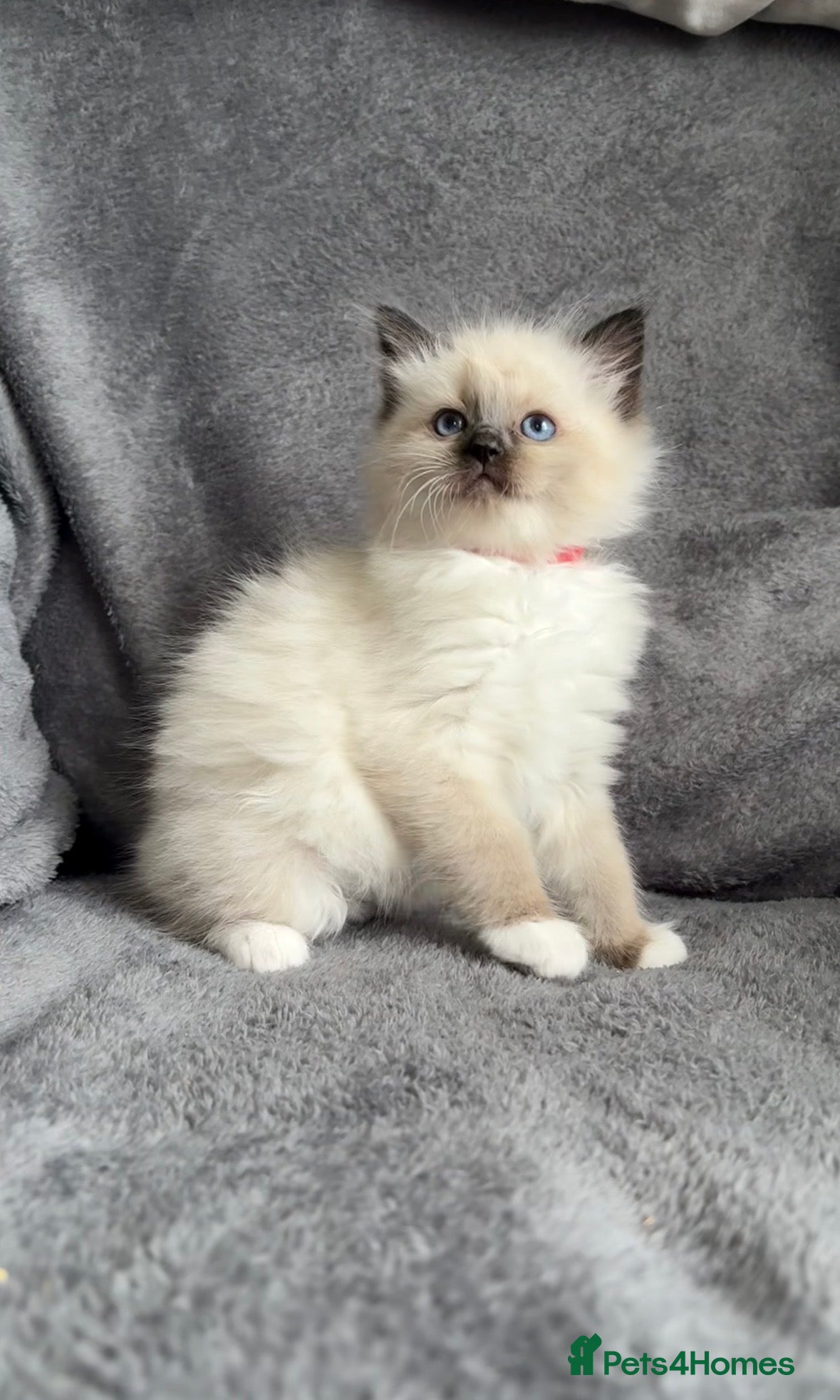 Ragdoll cats Ragdoll kitten  - Advert 10