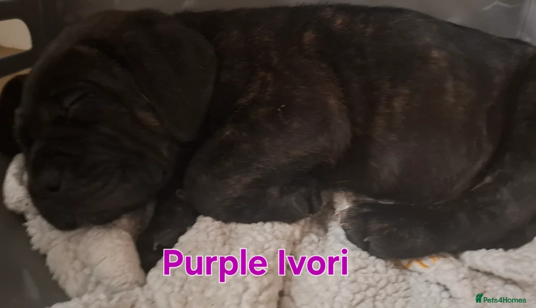 Mixed Breed dogs for sale: Litter of 10 Beautiful, Chunky Puppies - Advert 4