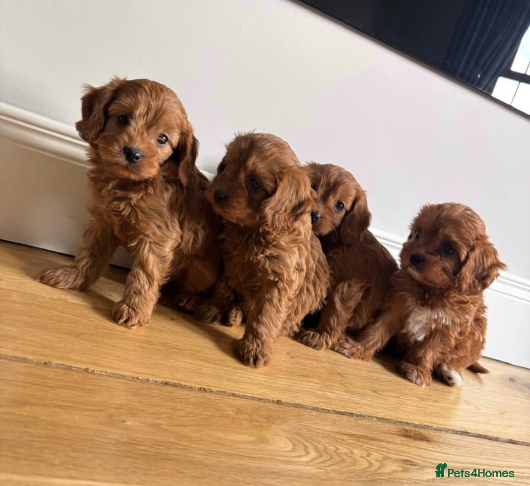 Cavapoo dogs for sale: STUNNING RED CAVAPOOS HEALTH CHECKEF - Image 1
