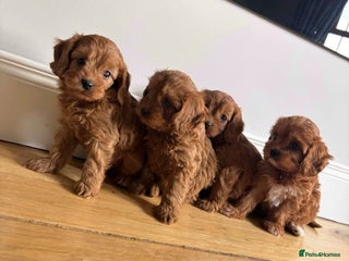 Cavapoo dogs for sale - Advert 1