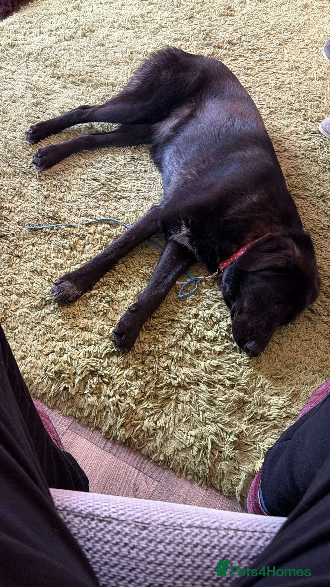 Mixed Breed dogs for adoption: 🌸 MABEL - Quiet, Sweet Soul Deserving of Kindness - Advert 2