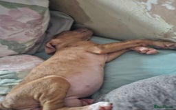 Bullmastiff dogs for sale: Female bullmastiff puppy  - Image 6