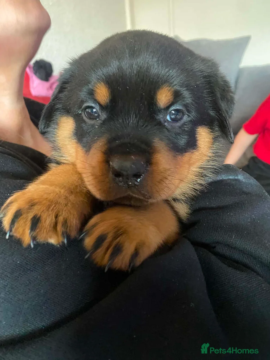 Rottweiler dogs for sale: 3 beautiful Rottweiler girl puppies available!  - Advert 2
