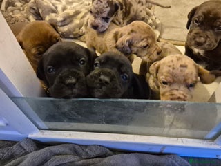 Mixed Breed dogs 🐾 Old English Bulldog/Cocker Spaniel Puppies 🐾 - Advert 4