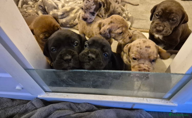 Mixed Breed dogs - Advert 1