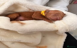 Cockapoo dogs for sale: 4 Stunning Fox Red F1b Toy Cockapoos  - Advert 24