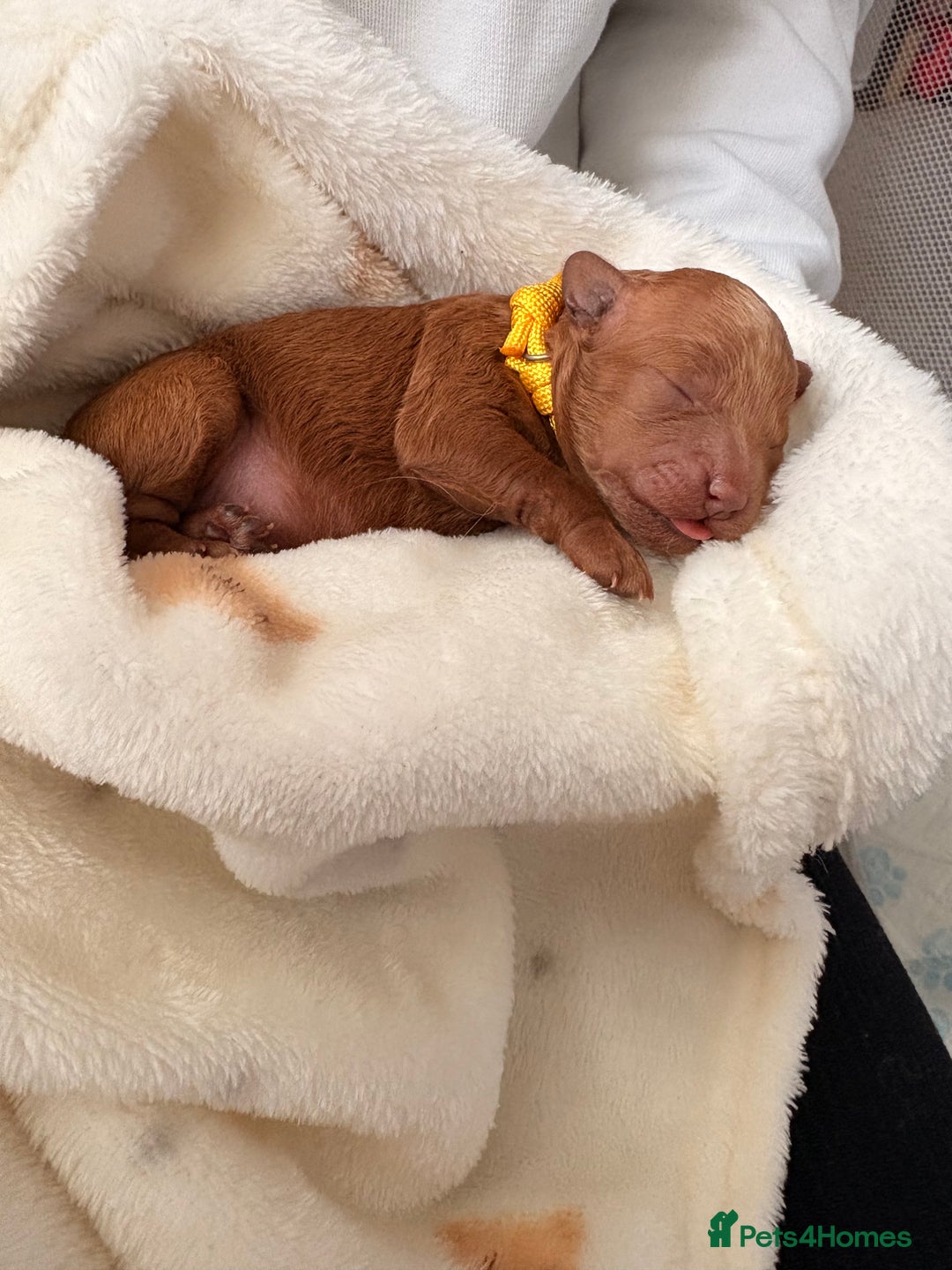 Cockapoo dogs for sale: 4 Stunning Fox Red F1b Toy Cockapoos  - Advert 24