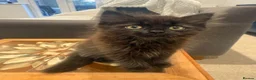 Mixed Breed cats for sale: Beautiful quarter Persian kitten  - Advert 3