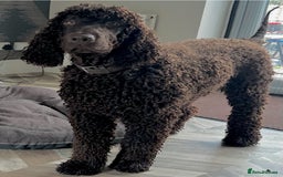 Irish Water Spaniel dogs for stud: Irish Water Spaniel Stud - Image 4