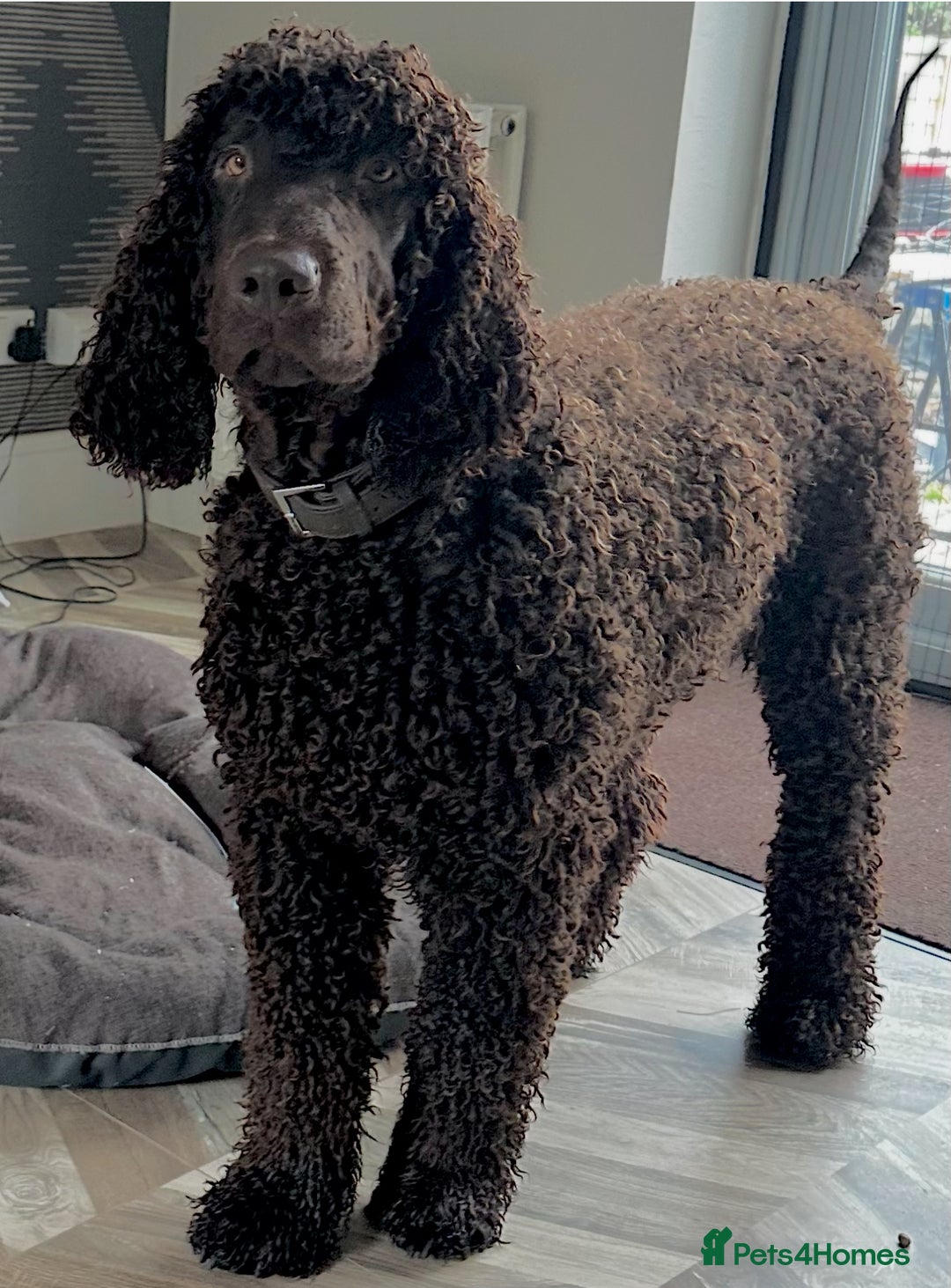 Irish Water Spaniel dogs for stud: Irish Water Spaniel Stud - Image 4