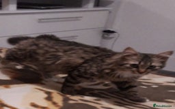 British Longhair cats for sale: Stunning British Shorthair x Siberian Kittens  - Image 9