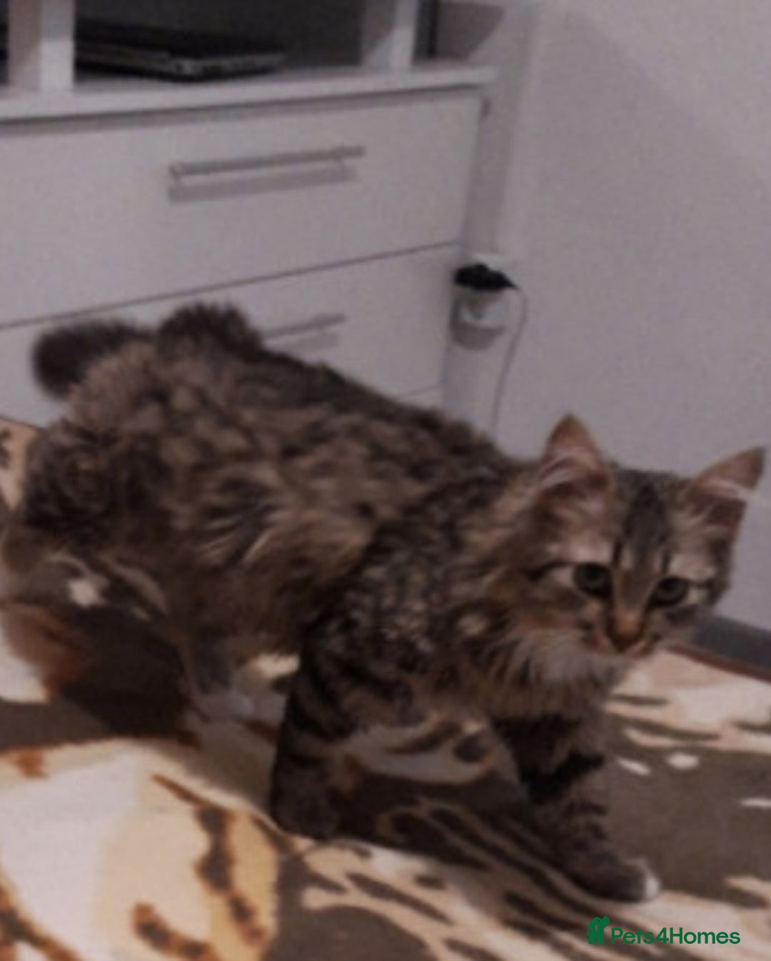 British Longhair cats for sale: Stunning British Shorthair x Siberian Kittens  - Image 9
