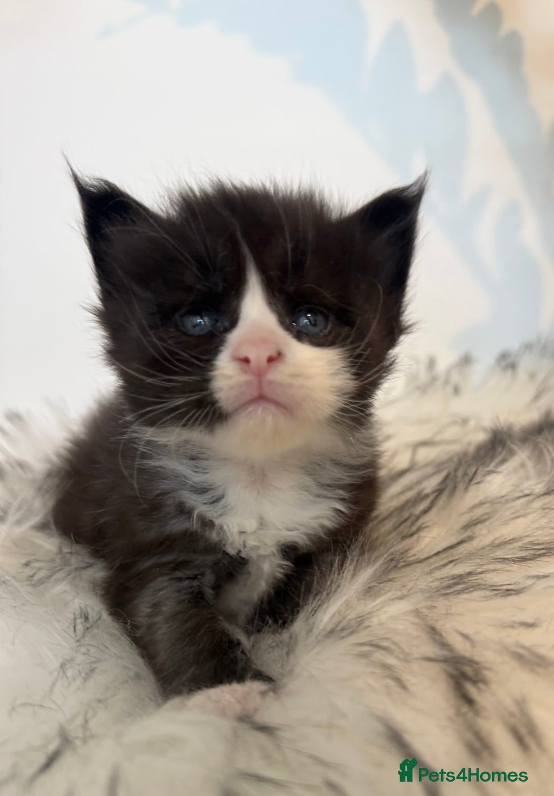 Maine Coon cats for sale: Champions- Bloodline Purebred Maine Coon Kittens  - Advert 17