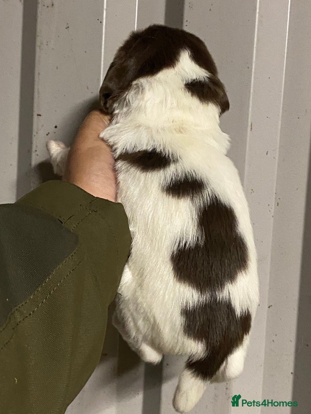 English Springer Spaniel dogs for sale: Springer spaniel - Image 6
