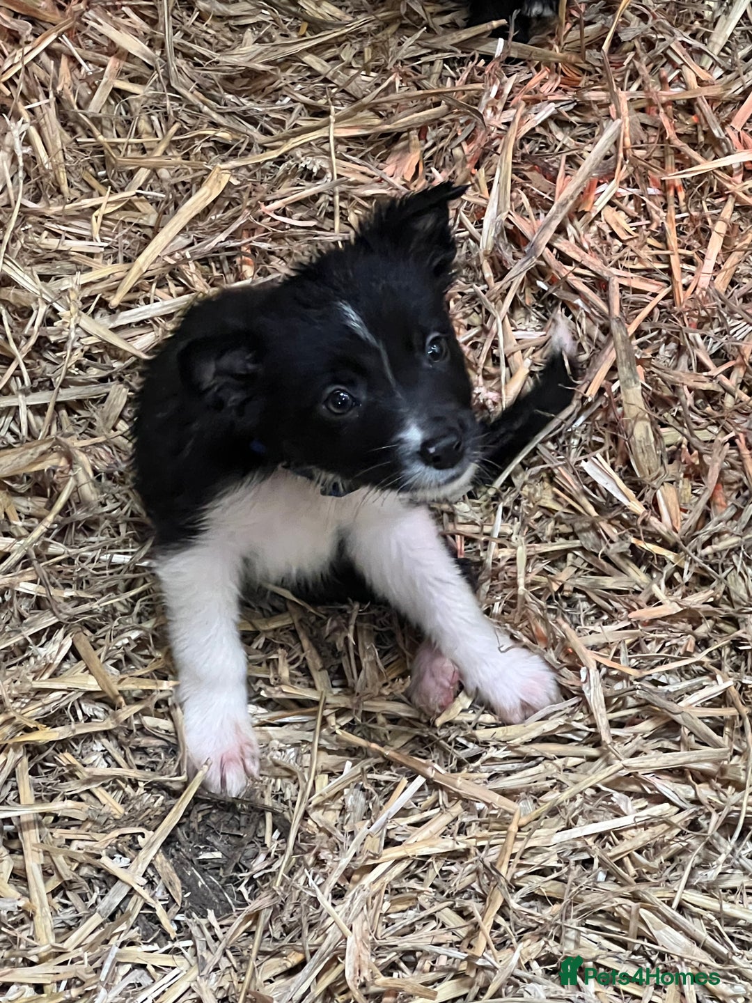 Mixed Breed dogs for sale: Collie/shepherd mix pups  - Image 3