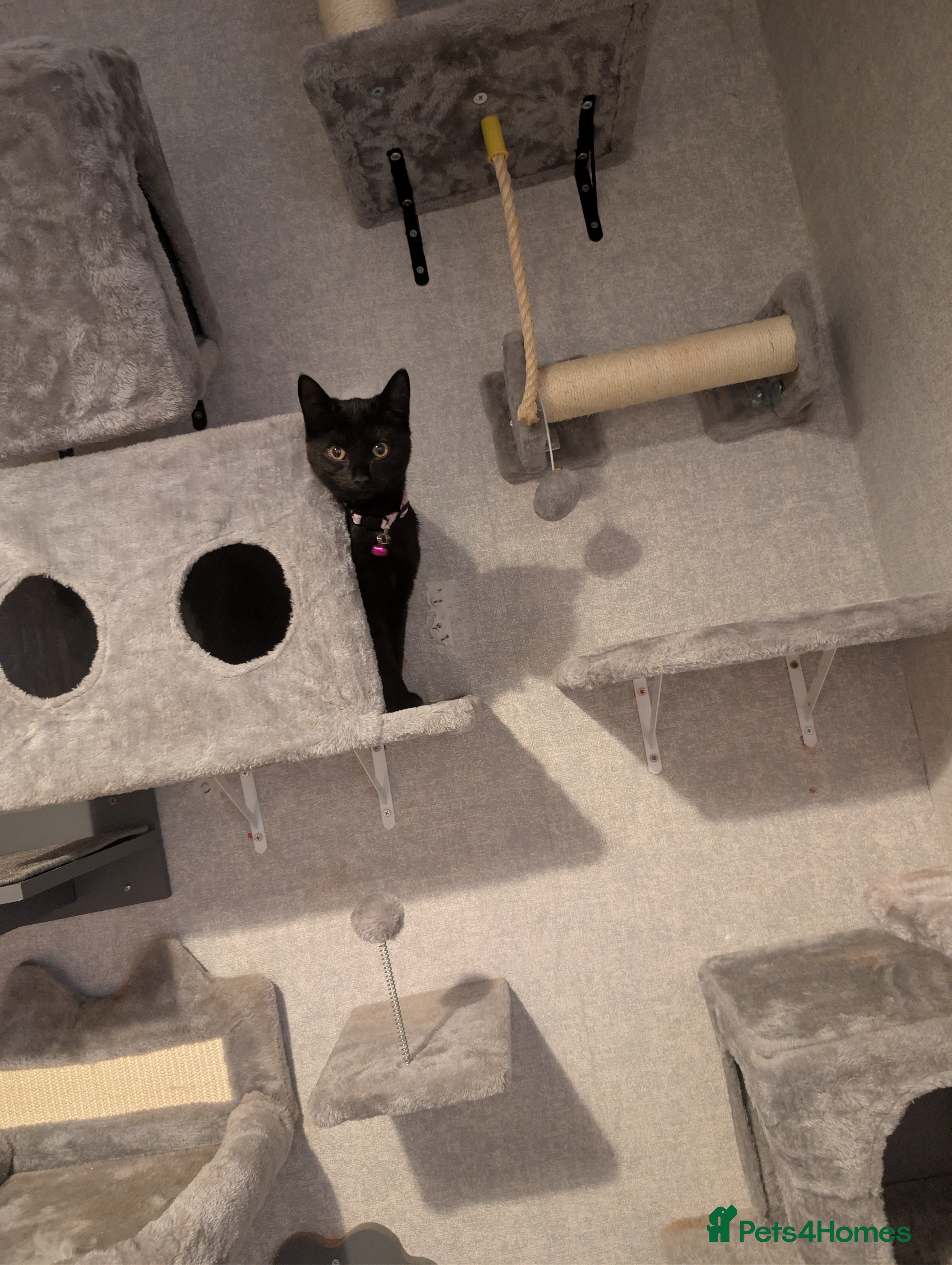 Mixed Breed cats Beautiful black kitten for rehoming - Advert 1