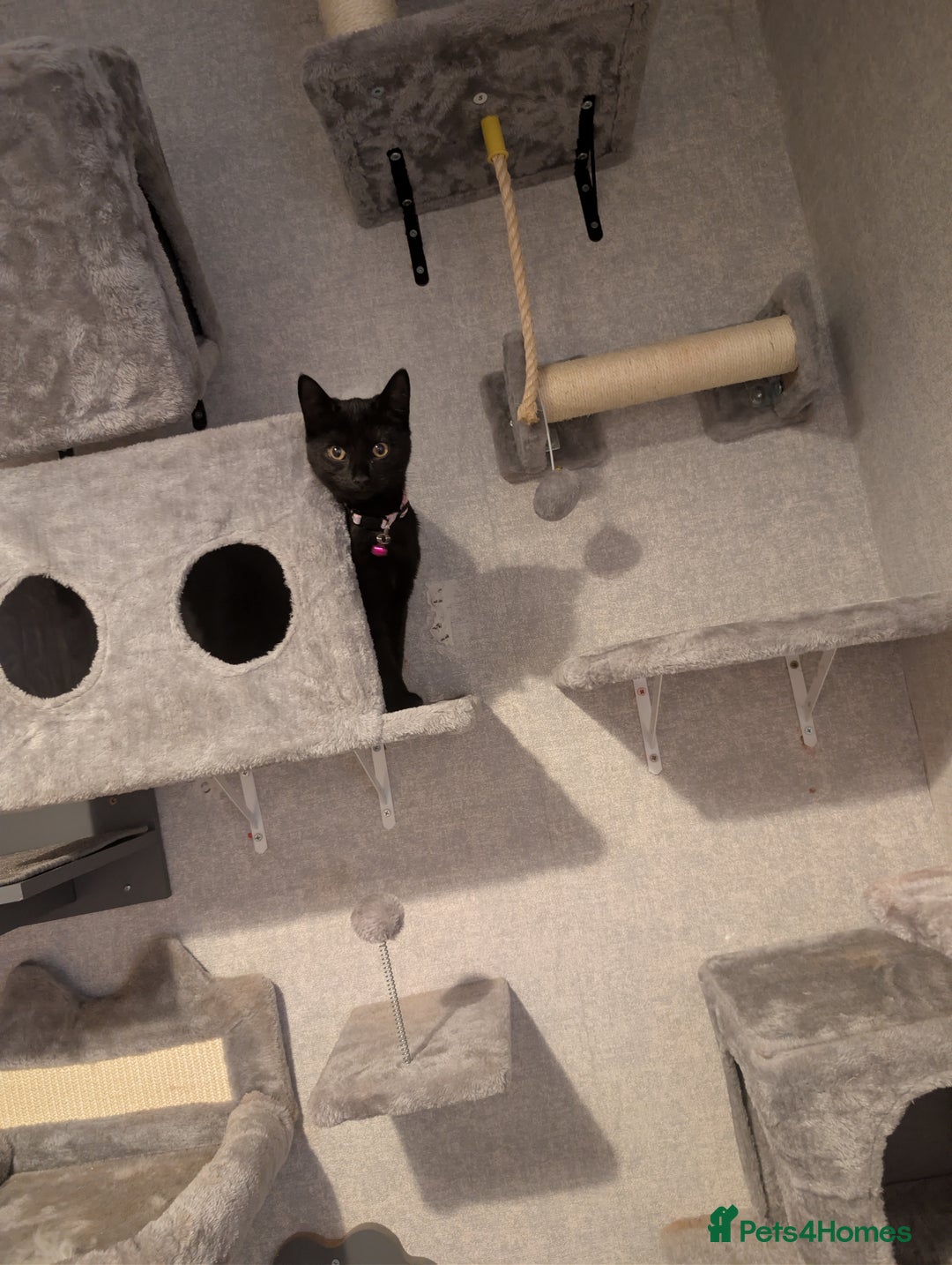 Mixed Breed cats for sale: Beautiful black kitten for rehoming - Advert 1