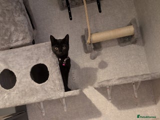 Mixed Breed cats Beautiful black kitten for rehoming - Advert 1