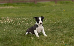 Mixed Breed dogs for sale: 🐾 Jack Russell x Border Collie Puppies  - Image 4