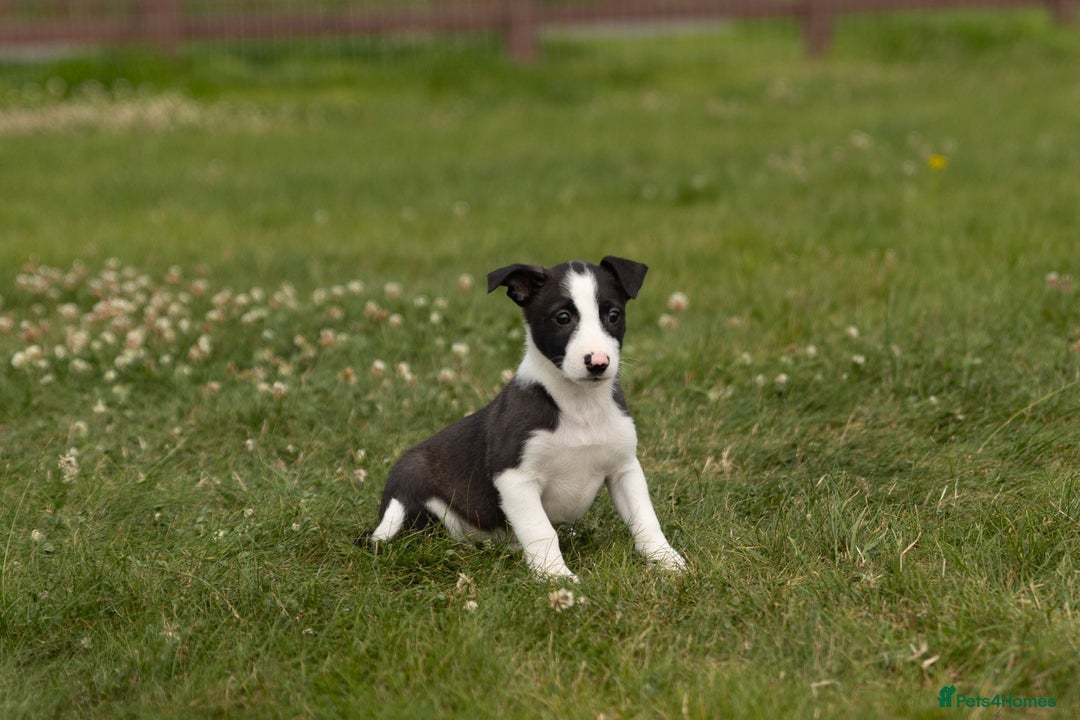 Mixed Breed dogs for sale: 🐾 Jack Russell x Border Collie Puppies  - Image 4