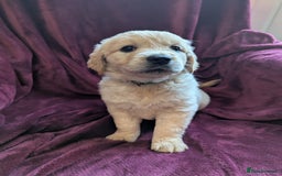 Golden Retriever dogs for sale: Stunning pure-breed Golden Retriever puppies - Image 5