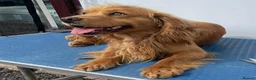 Cocker Spaniel dogs for stud: Kai - Desert Seeker Nithvalley for public Stud - Advert 1