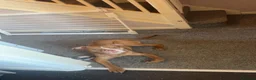 Mixed Breed dogs for sale: Effie - Advert 2