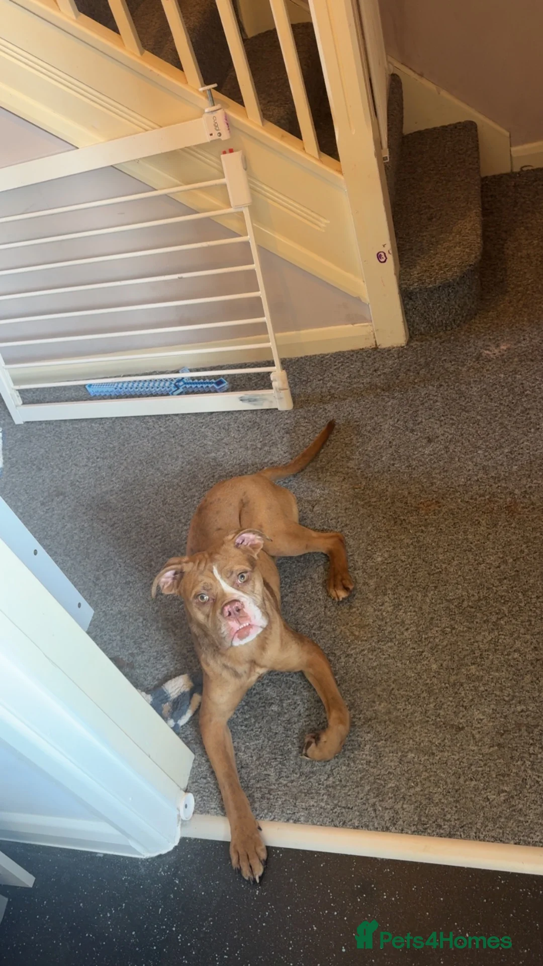 Mixed Breed dogs for sale: Effie - Advert 2