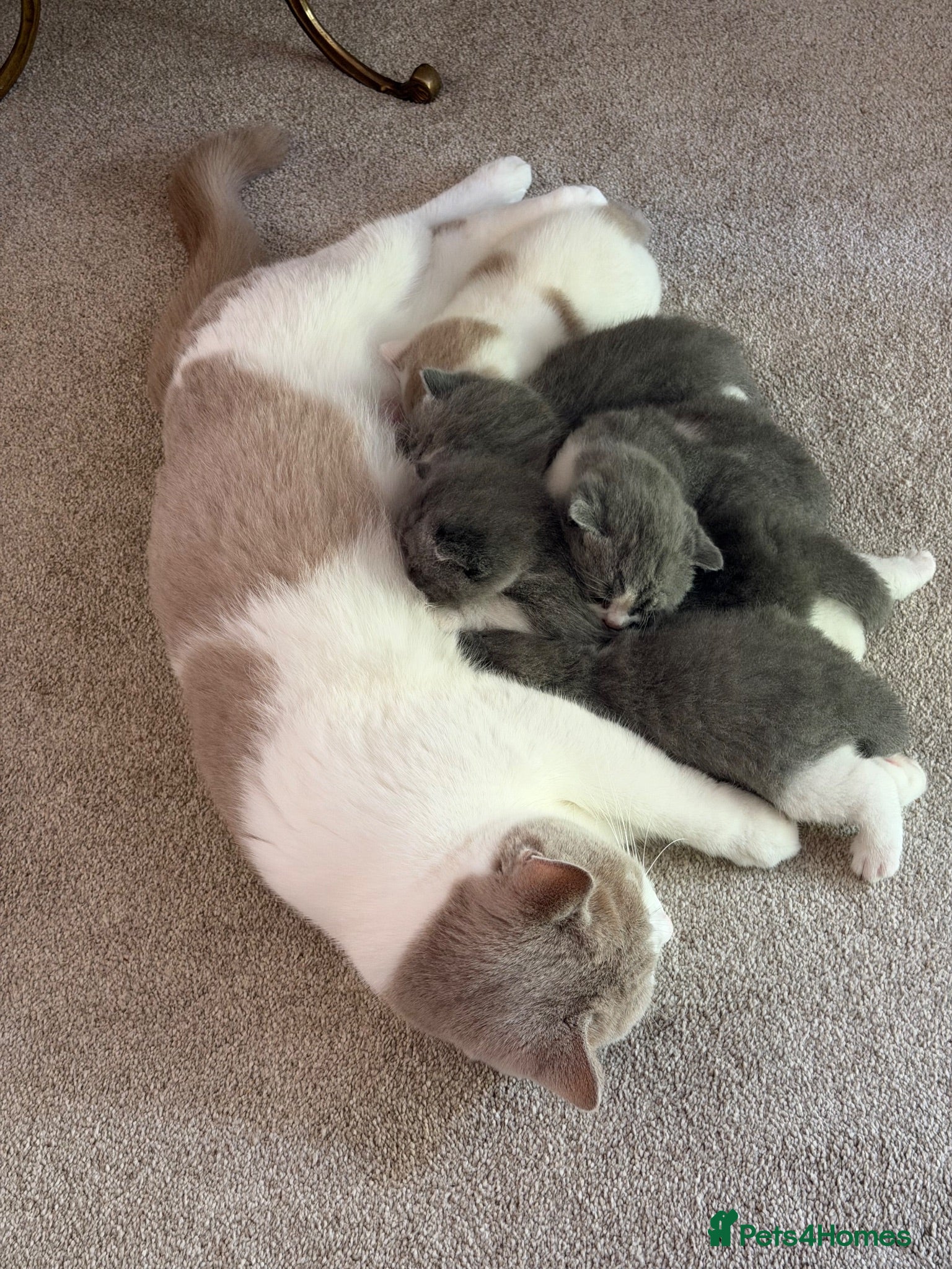 British Shorthair cats 🐾 Beautiful Pedigree Blue & White BSH Boys 🐾 - Advert 1
