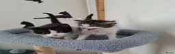 Mixed Breed cats for adoption: Kyle and Kes - Advert 2