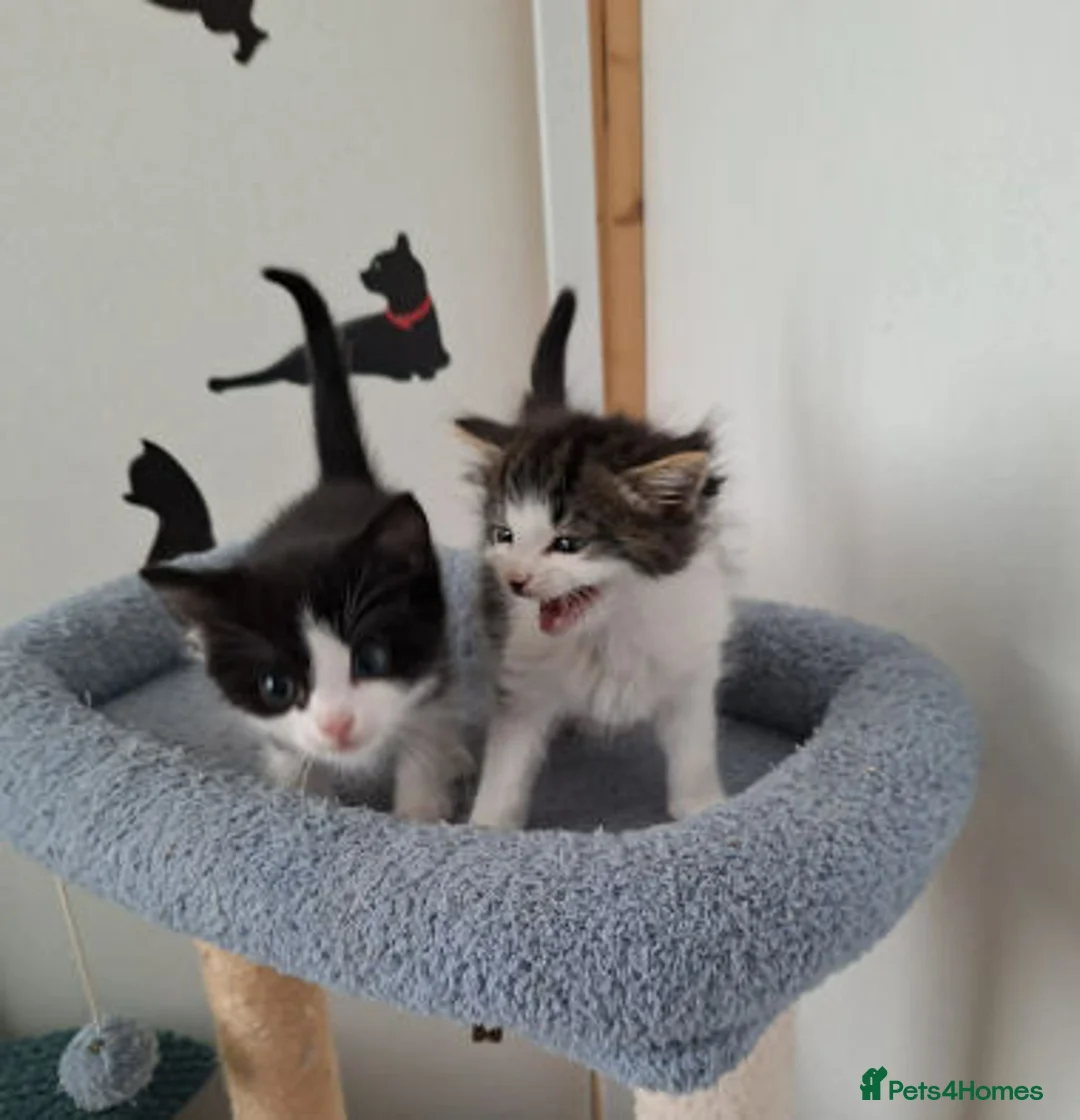 Mixed Breed cats for adoption: Kyle and Kes - Advert 2