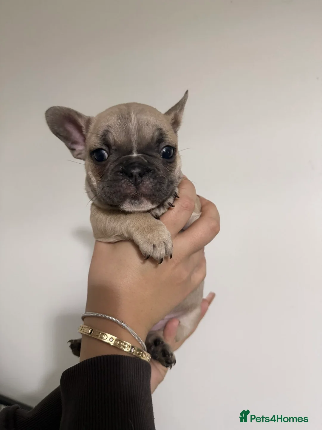 French Bulldog dogs for sale: Quality french bulldogs for sale - Advert 11