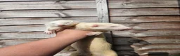 Ferret rodents for sale: 2 albino jills  - Advert 6