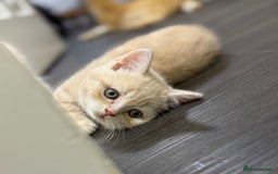 Scottish Fold cats for sale: Gorgeous ginger and creamy Scottish folds/straight - Image 7