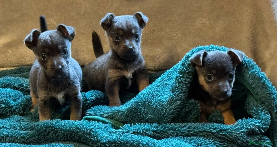 Jack Russell dogs for sale: Miniature much Wenlock puppies - Advert 5