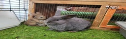 Mixed Breed rabbits for sale: Beautiful Rabbits - READY TO RESERVE - Advert 8