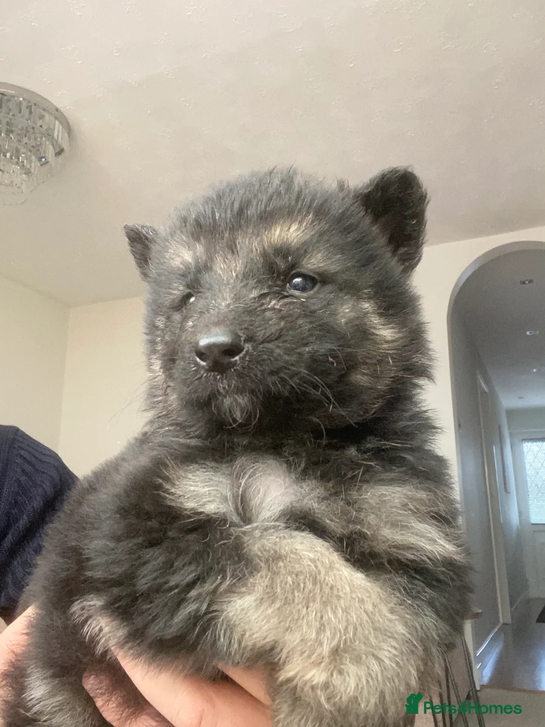 German Shepherd dogs for sale: German shepherd puppies  - Advert 37