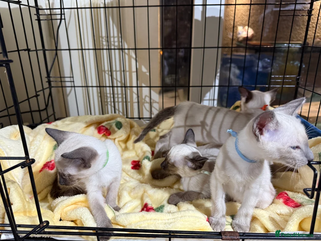 Siamese cats for sale: Siamese kittens  - Advert 8