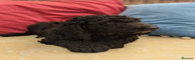 Cockapoo 4