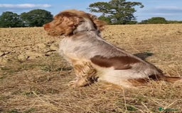 Cocker Spaniel dogs for sale: Beautiful Cocker Spaniel Puppies - Advert 23