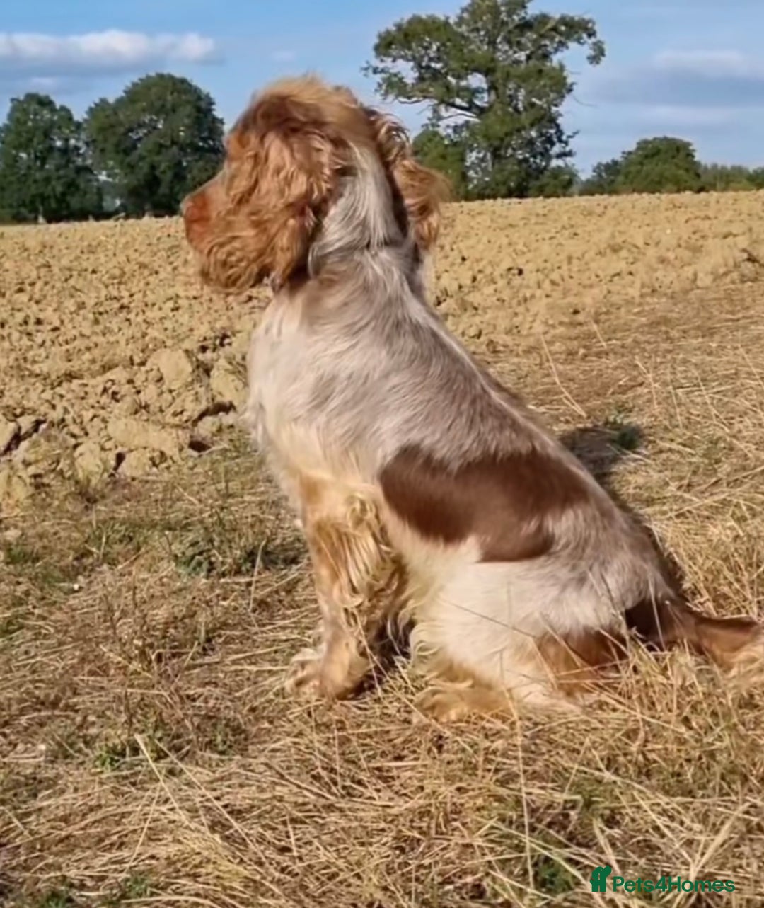 Cocker Spaniel dogs for sale: Beautiful Cocker Spaniel Puppies - Advert 23