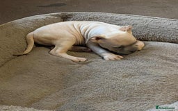 Mixed Breed dogs for sale: Cross puppy male 11 weeks old beautiful boy  - Image 1