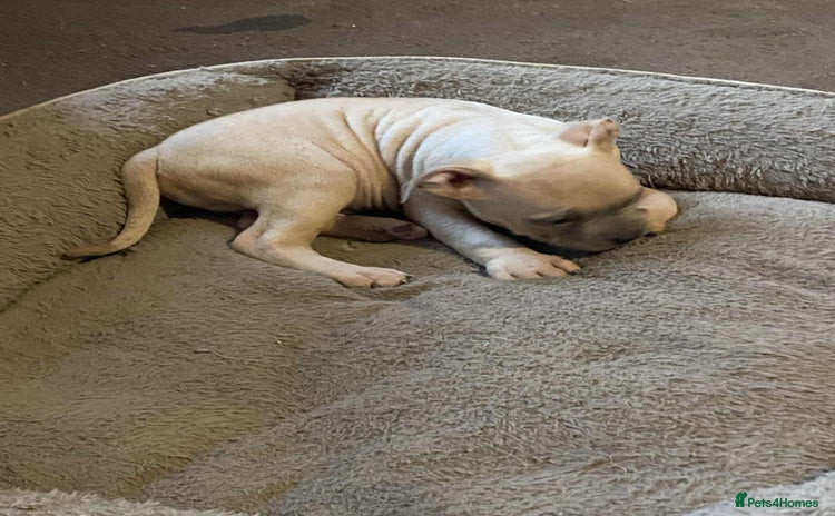 Mixed Breed dogs - Advert 16