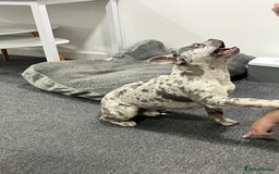 French Bulldog dogs for stud: Rolo Boy ready for the ladies 😍 - Image 2