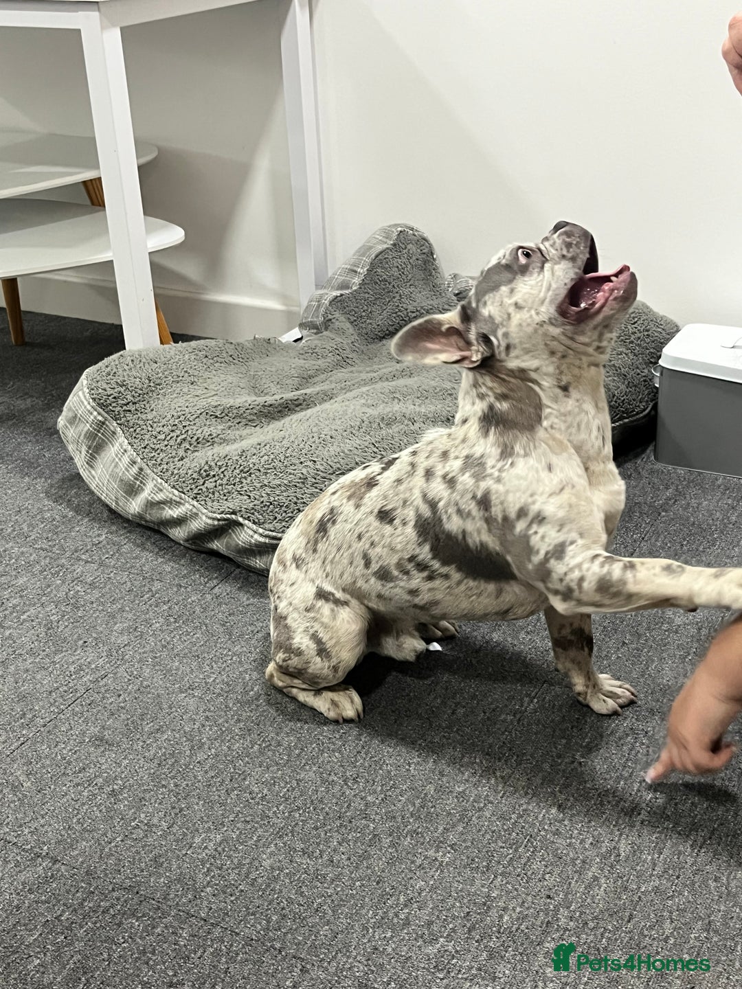 French Bulldog dogs for stud: Rolo Boy ready for the ladies 😍 - Image 2