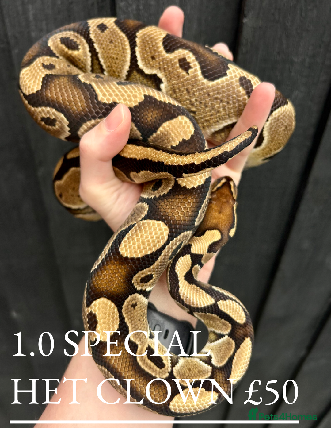 Python Snake reptiles for sale: Royal Pythons stunning morphs  - Image 5