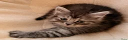 Siberian cats for sale: New imported lines Siberian kittens - Advert 15