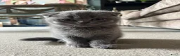 Scottish Fold cats for sale: Super Cute Scottish Fold Kittens Available  - Advert 6