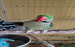 Parakeets birds for sale: Alexandrine Parakeet  - Image 2
